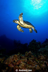 " Give me a High Five!" by Andrea Lee 